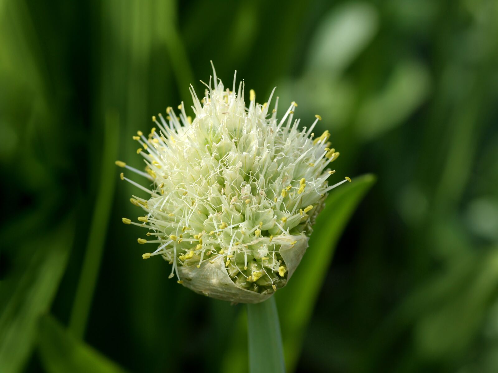 Canon EOS 50D sample photo. Allium, flower, garlic photography