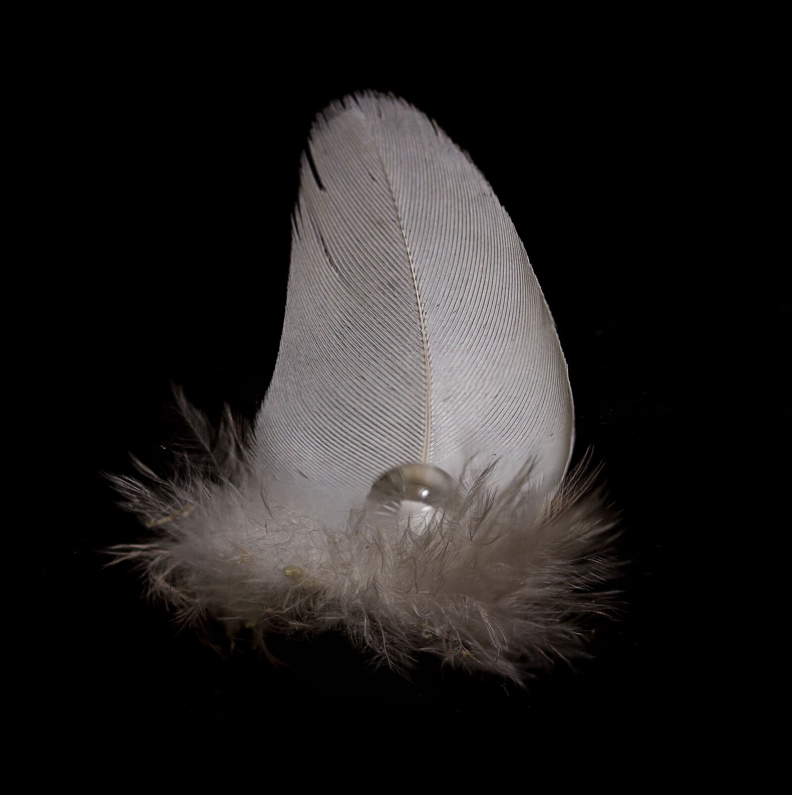 Canon EOS 7D + Canon EF-S 60mm F2.8 Macro USM sample photo. Feather, drip, close up photography