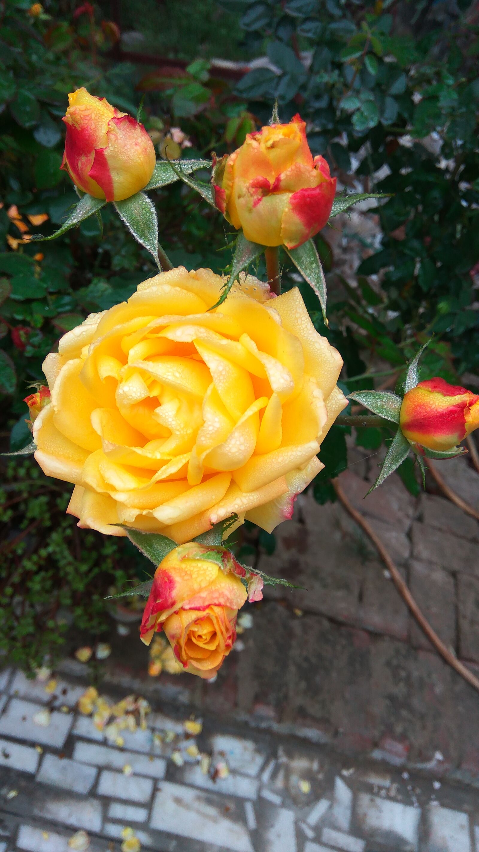 Xiaomi Redmi Note3 sample photo. Beautiful, flowers, best, bloom photography
