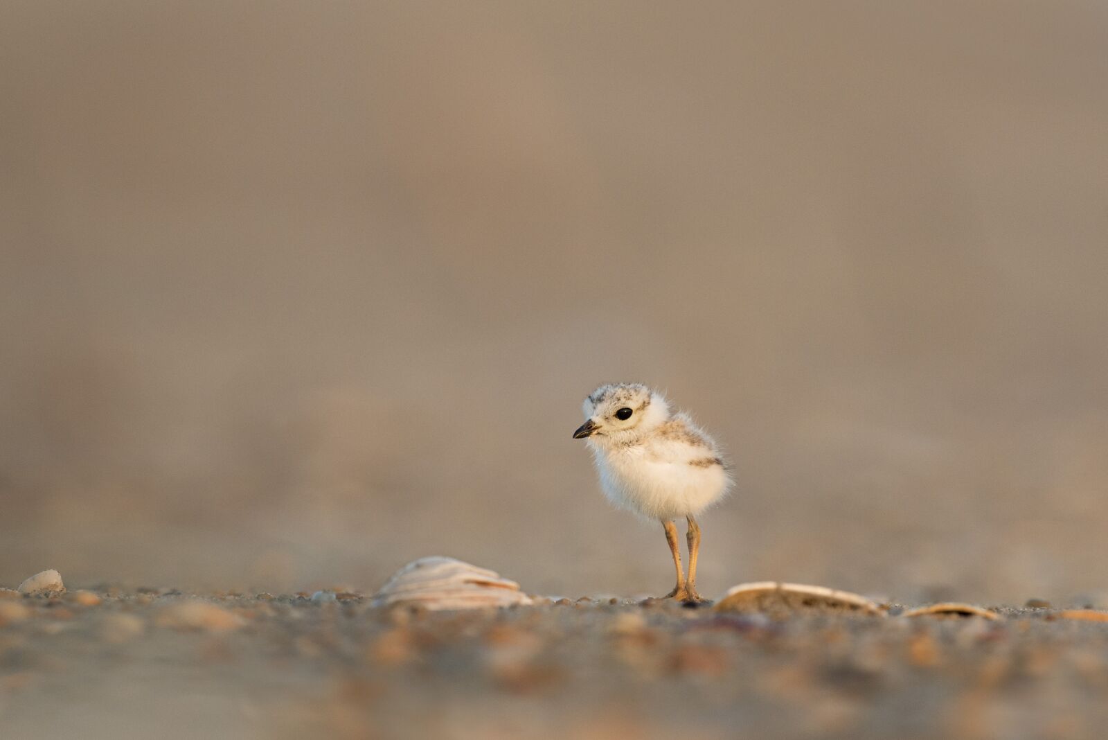 Nikon D750 sample photo. Animal, avian, beak photography