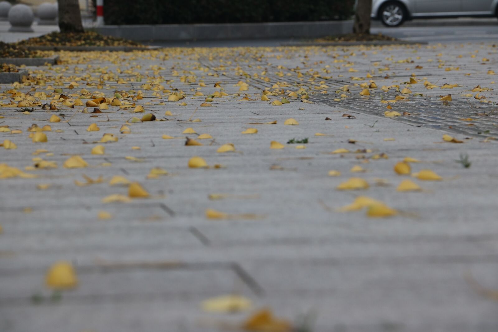 Canon EOS 750D (EOS Rebel T6i / EOS Kiss X8i) sample photo. Autumn, defoliation, street photography
