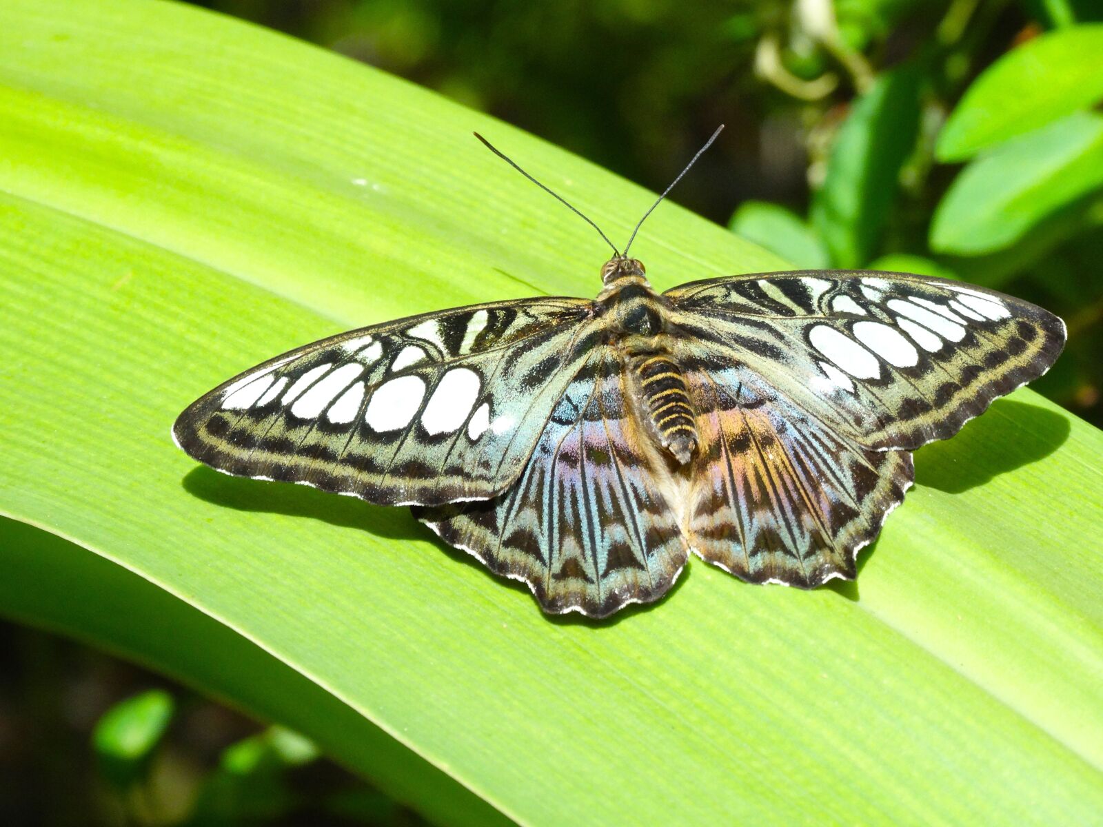 Sony Cyber-shot DSC-HX300 sample photo. Butterfly, nature, wildlife photography
