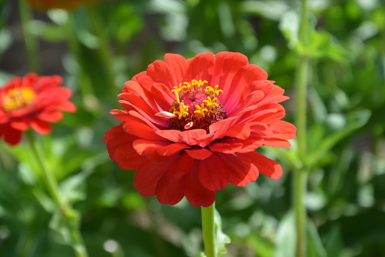 Nikon D5200 sample photo. Flower, flowers, petals photography