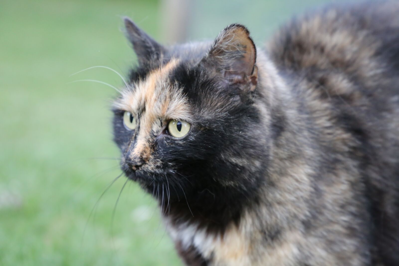 Canon EF 24-105mm F3.5-5.6 IS STM sample photo. Cute, animal, mammal photography