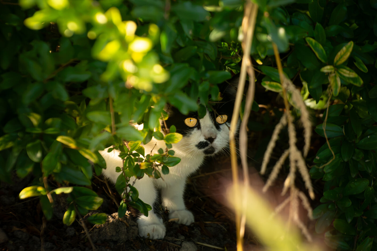 Nikon D7200 sample photo
