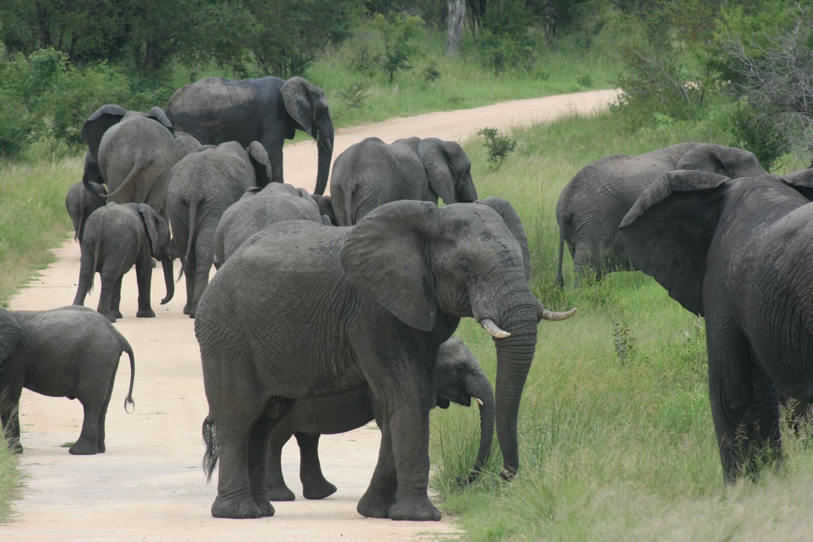 Canon EOS 400D (EOS Digital Rebel XTi / EOS Kiss Digital X) sample photo. Herd, african, elephants photography
