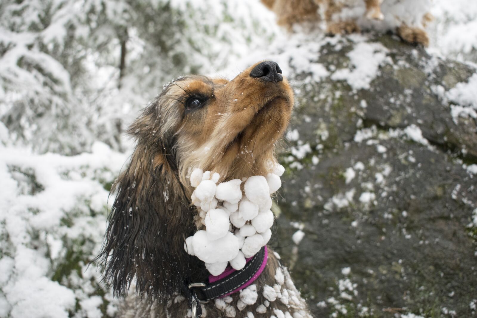 Nikon D5300 sample photo. Dog, snowball, frozen photography