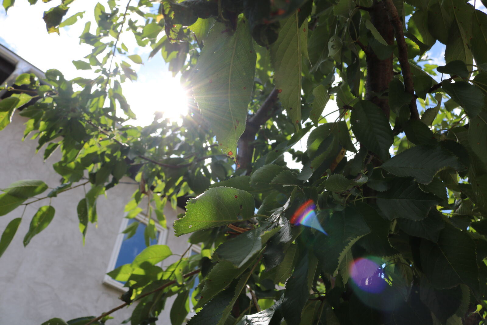 Canon EOS 750D (EOS Rebel T6i / EOS Kiss X8i) sample photo