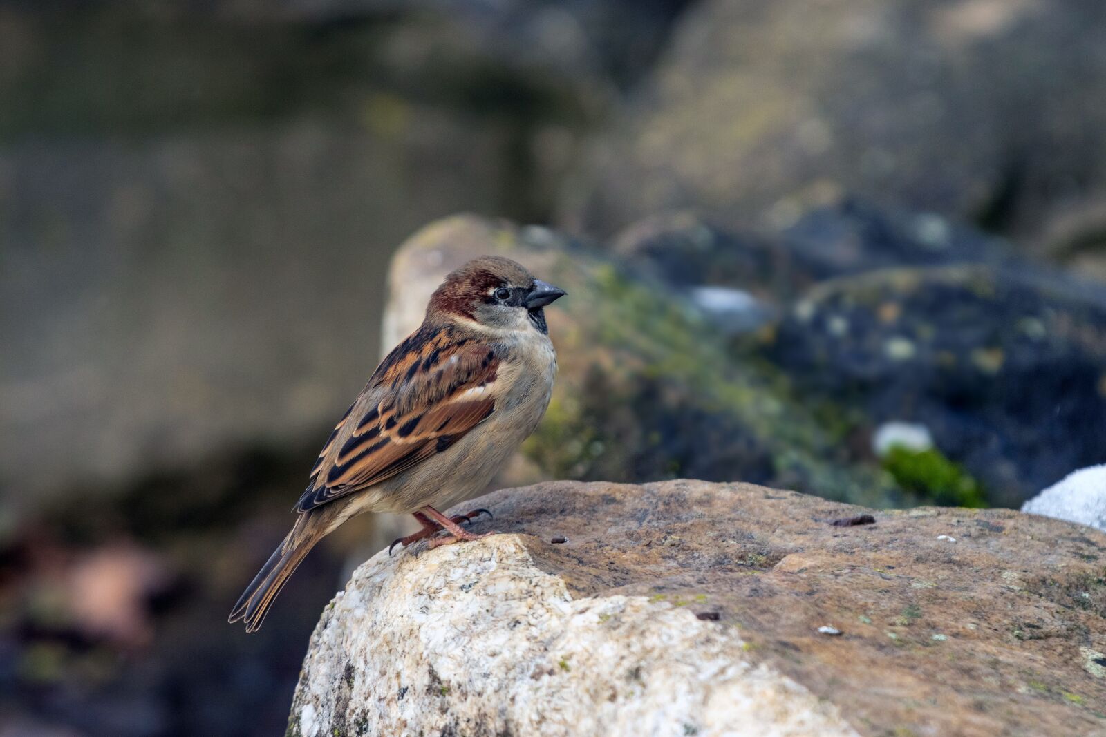 Canon EOS 6D Mark II sample photo. Sperling, sparrow, house sparrow photography