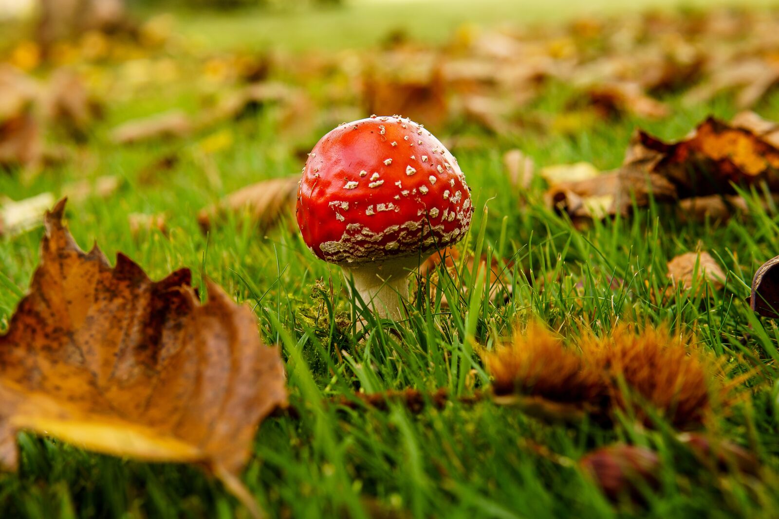 30mm F1.4 DC DN | Contemporary 016 sample photo. Mushroom, fly agaric, autumn photography