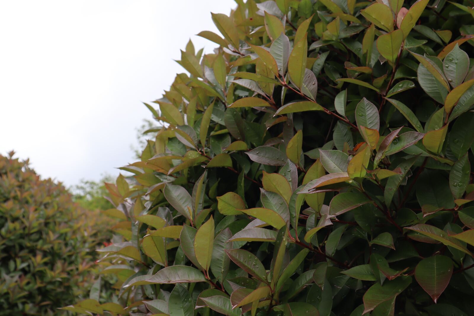 Canon EOS M50 (EOS Kiss M) sample photo. Plants, nature, pool photography