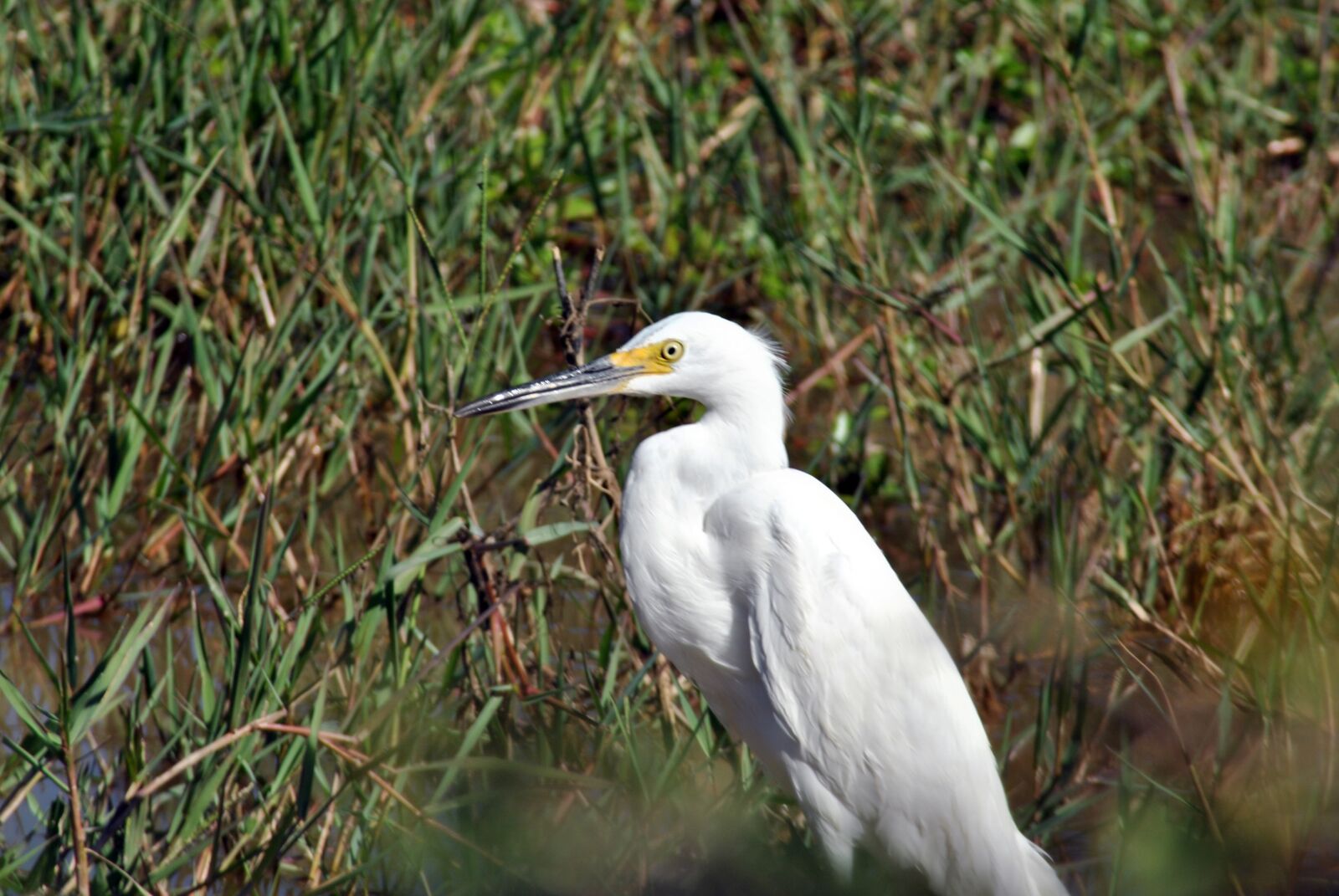 Nikon D3000 sample photo. Ave, fauna, bird photography