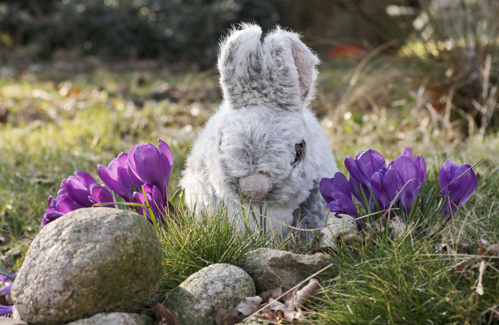Canon EOS 40D sample photo. Easter bunny, osterglocken, spring photography