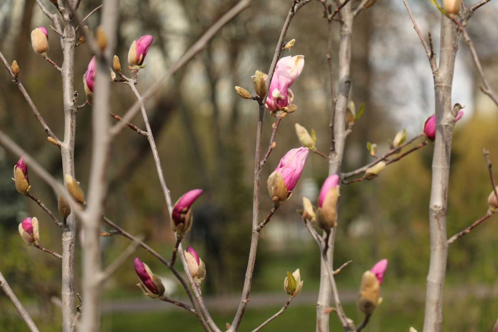 Canon EOS 70D sample photo. Spring, easter, magnolia photography
