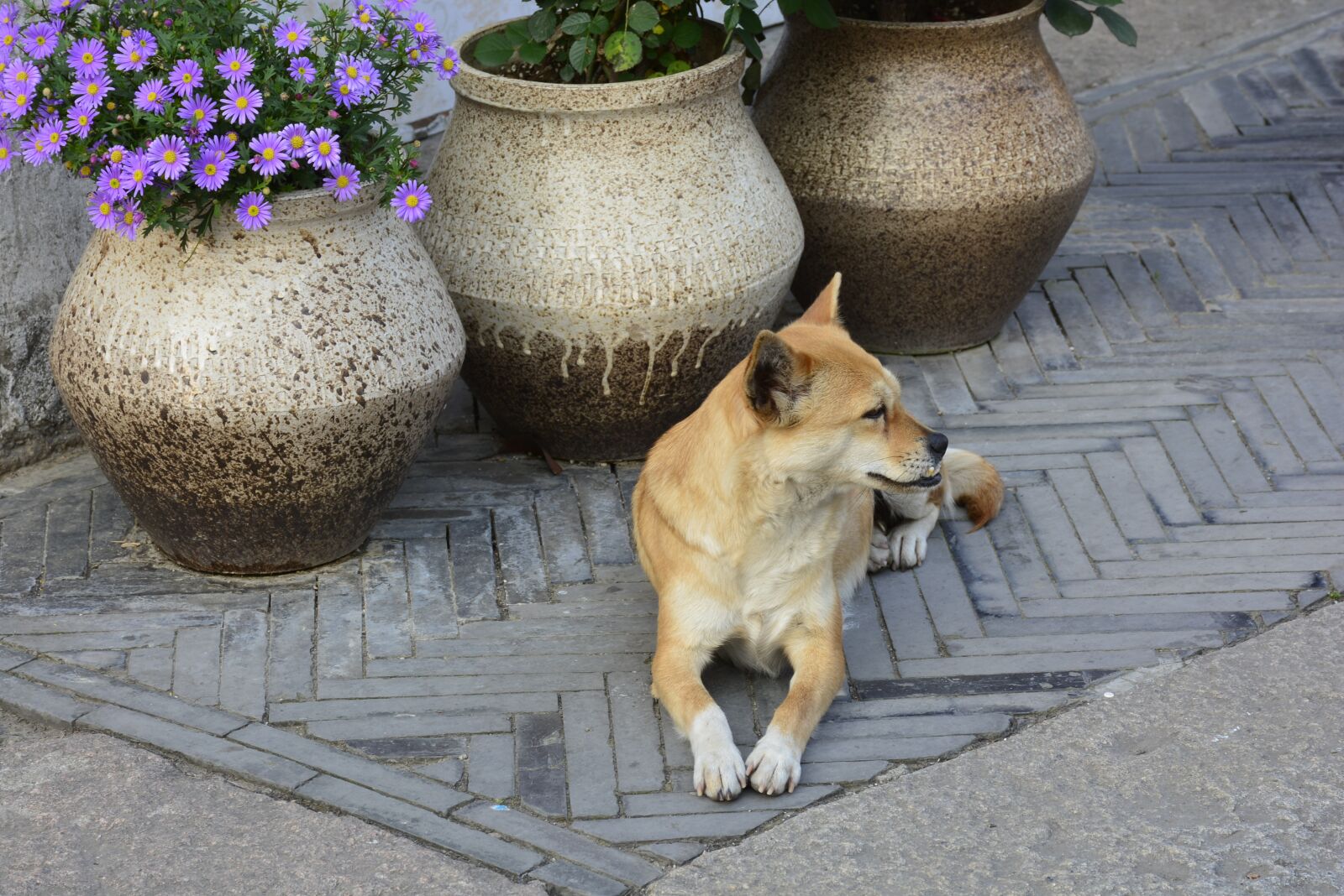 Nikon D7100 sample photo. Animal, dog, harmony photography