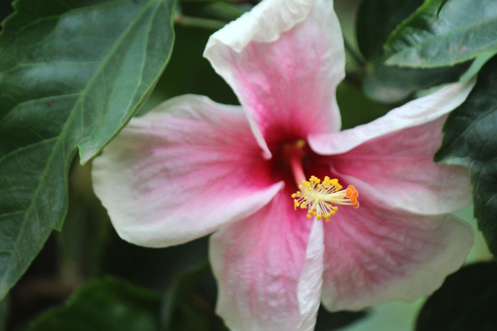 Canon EOS 600D (Rebel EOS T3i / EOS Kiss X5) sample photo. Hibiscus, flower, full, bloom photography