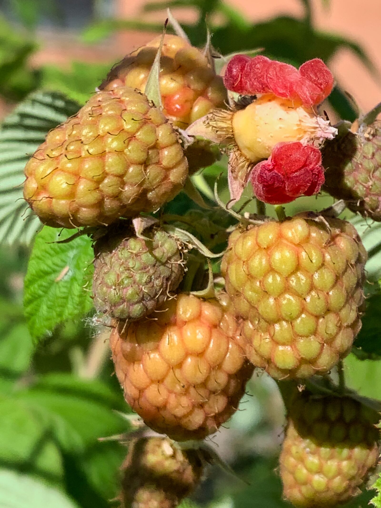 Apple iPhone XR sample photo. Raspberries, mountain, jam photography