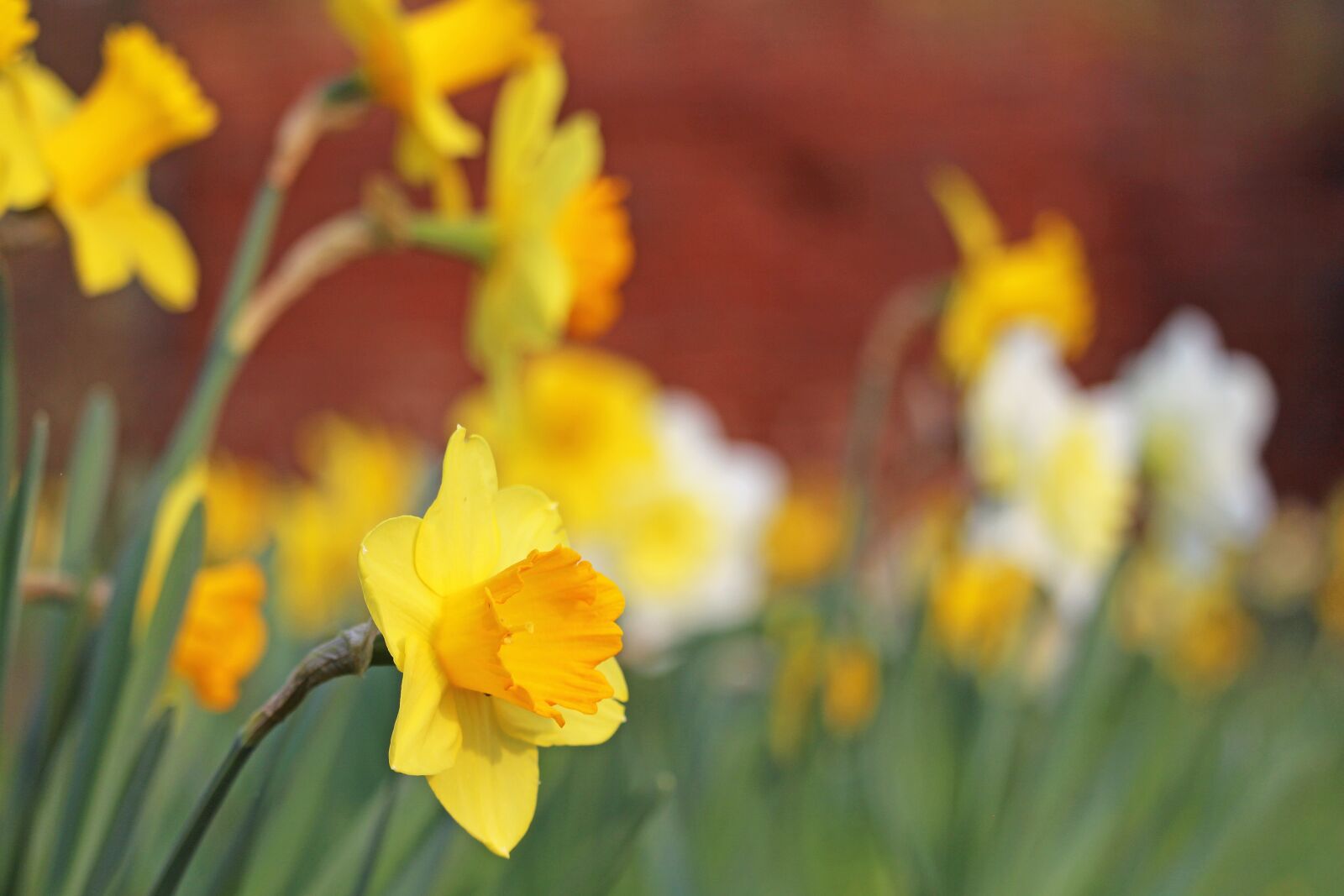 Canon EF-S 55-250mm F4-5.6 IS STM sample photo. Osterglocken, spring, yellow photography
