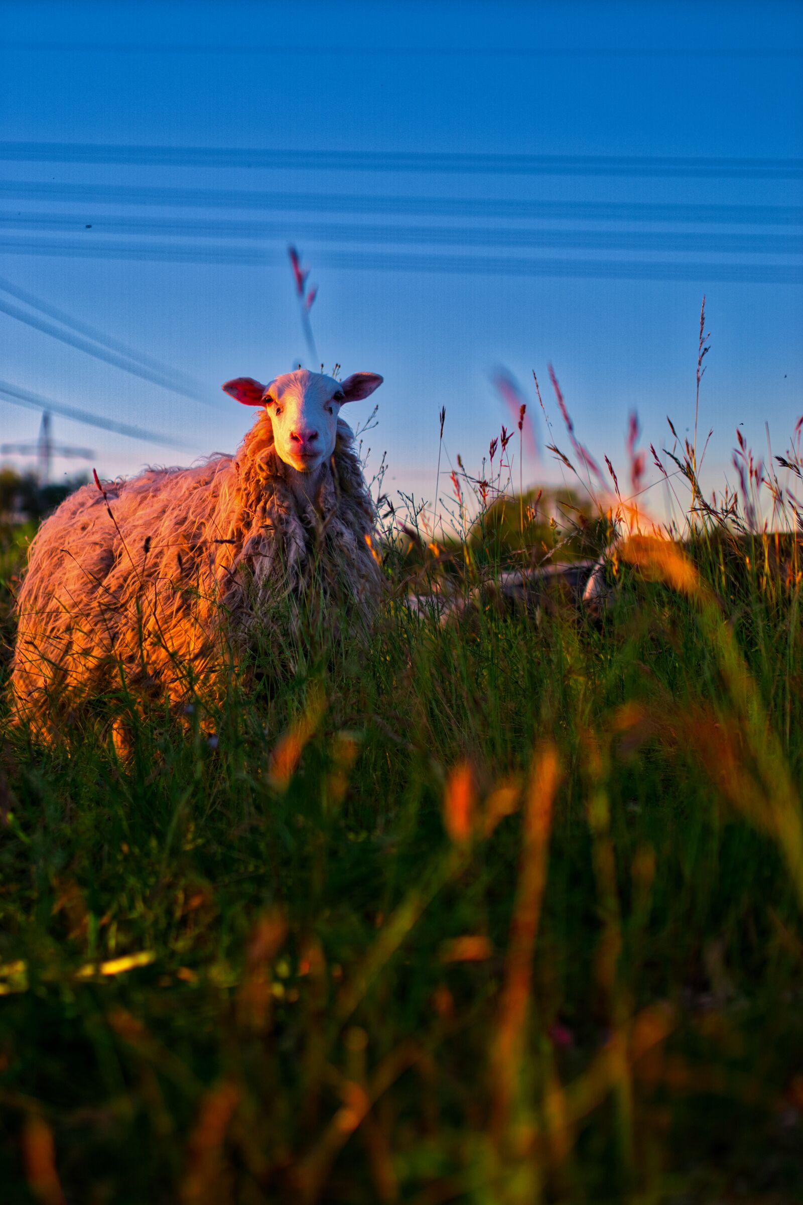 Sigma 35mm F1.4 DG HSM Art sample photo. Sheep, pasture, sunset photography