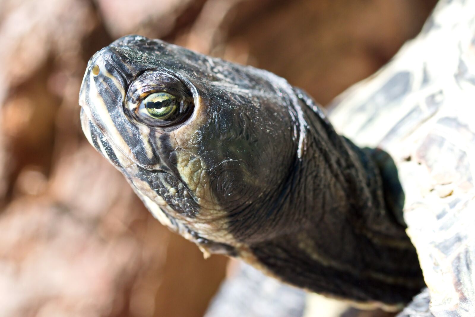 Nikon D5300 sample photo. Turtle, almost, the head photography
