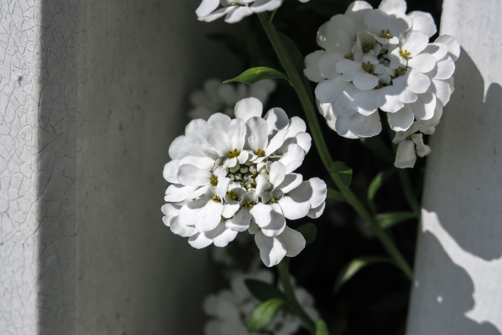 Canon PowerShot G3 X sample photo. Candytuft, iberis, blossom photography