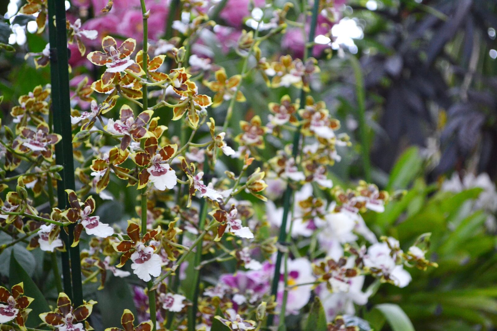 Nikon D3100 sample photo. Flower, plant, nature photography