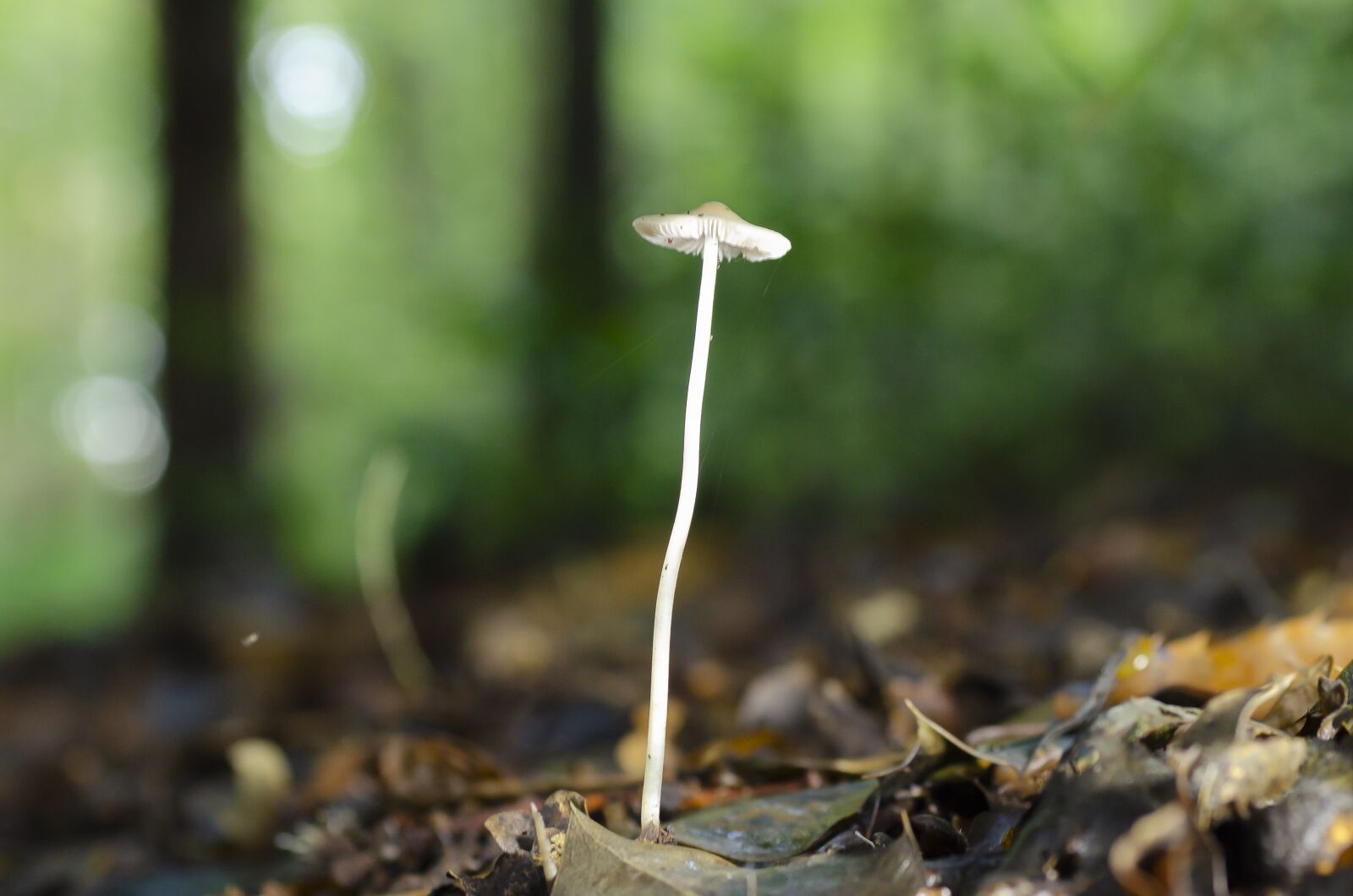 Nikon D7000 sample photo. Fall, fungus, undergrowth photography