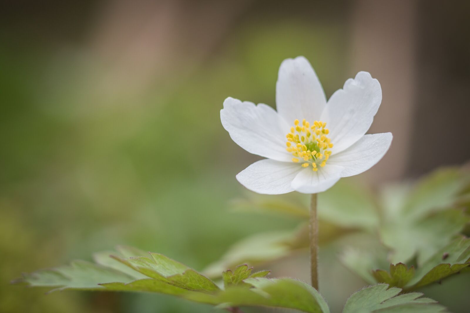 Canon EOS 70D sample photo. Wood anemone, white, green photography