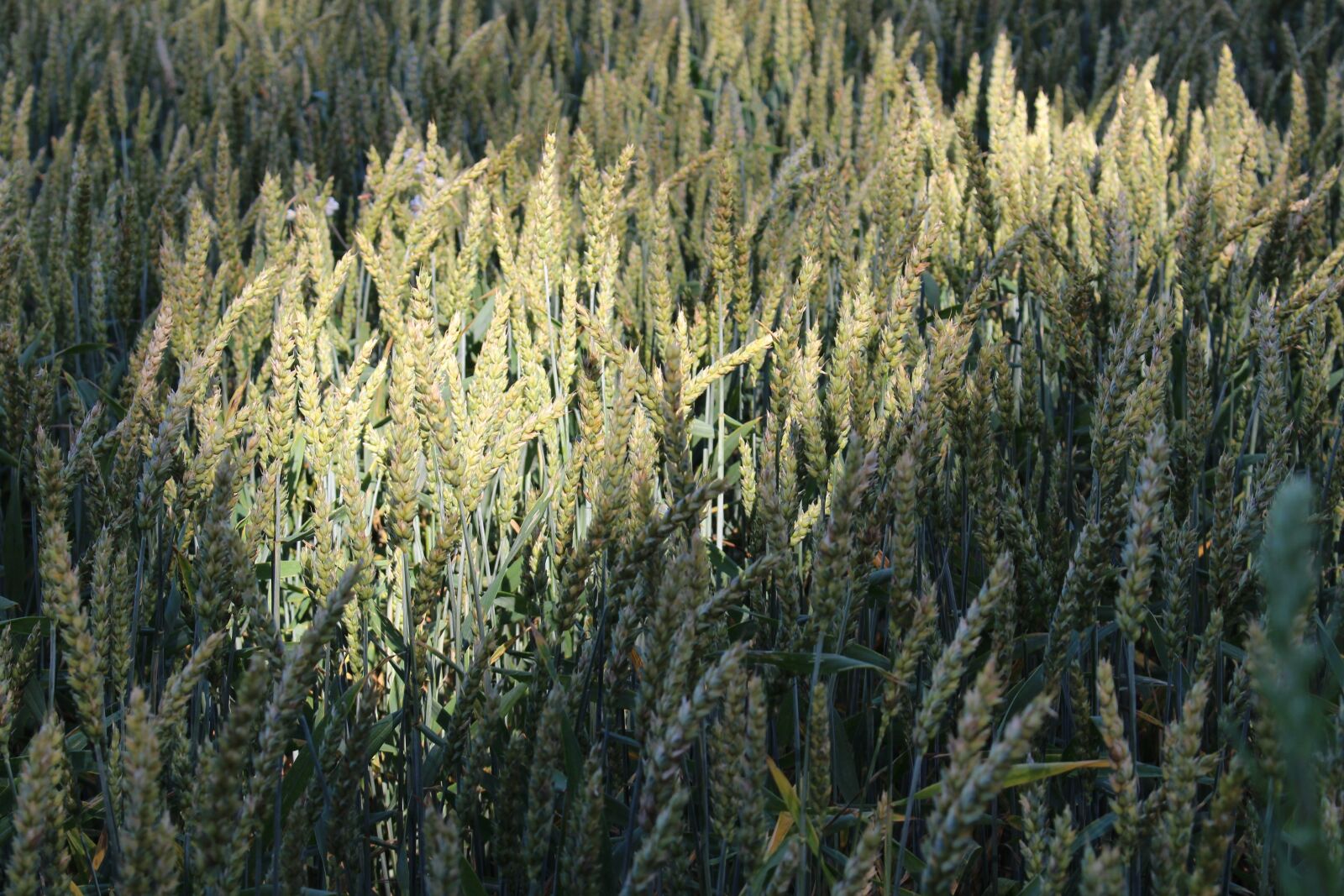Canon EOS 100D (EOS Rebel SL1 / EOS Kiss X7) sample photo. Wheat, wheat field, light photography