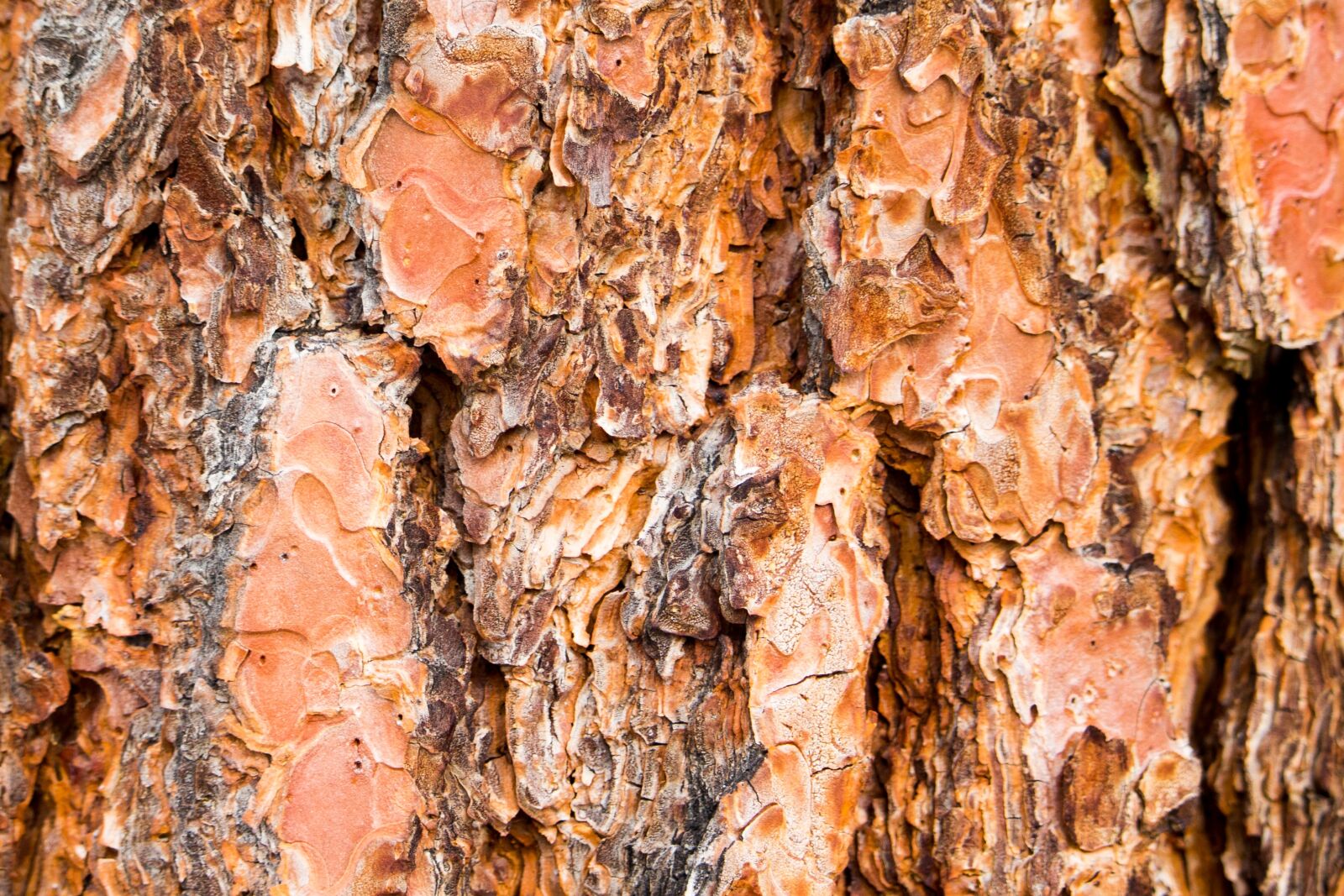 Canon EOS 700D (EOS Rebel T5i / EOS Kiss X7i) sample photo. Tree bark, trunk, texture photography