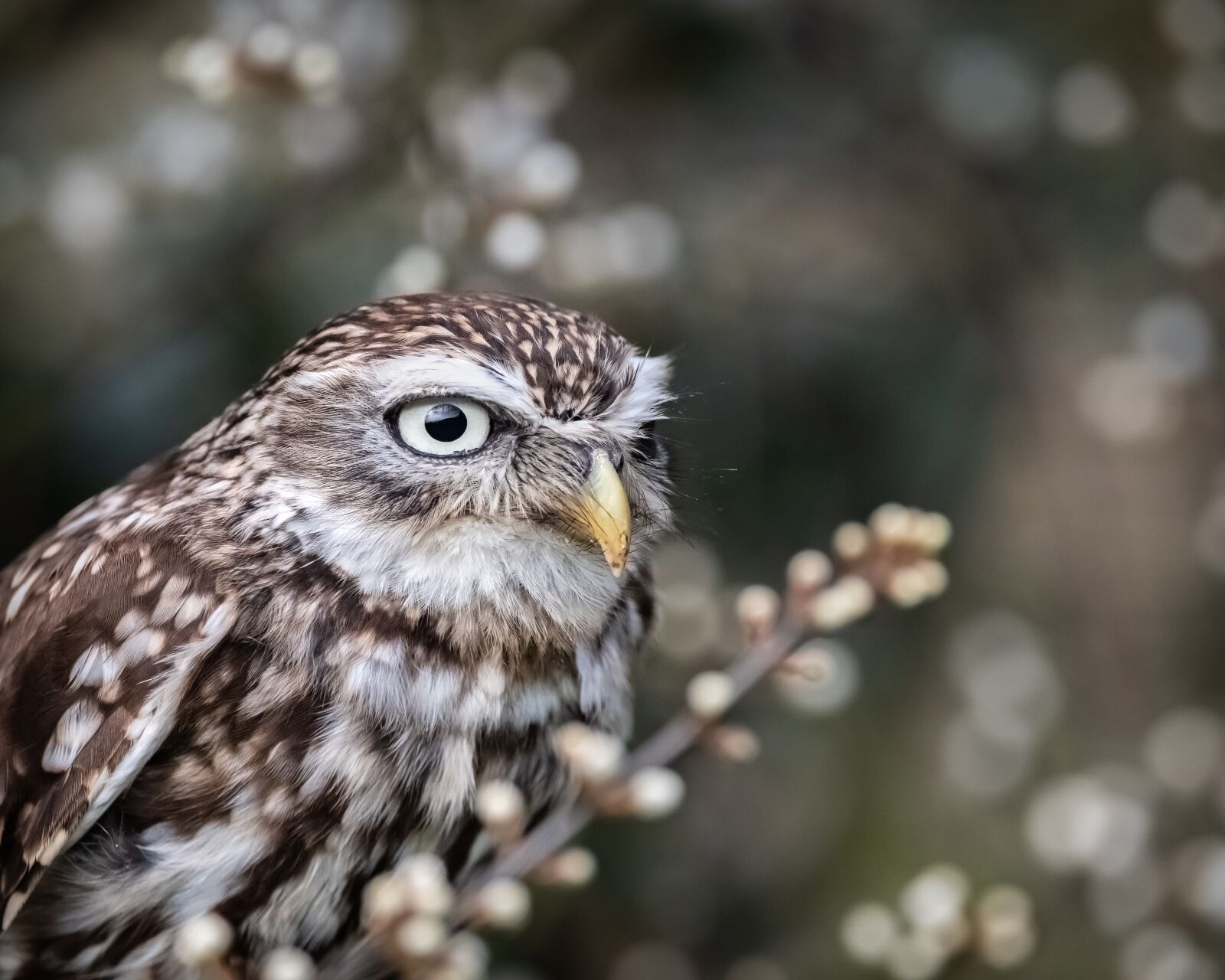 Nikon D810 sample photo. Owl, raptor, little owl photography