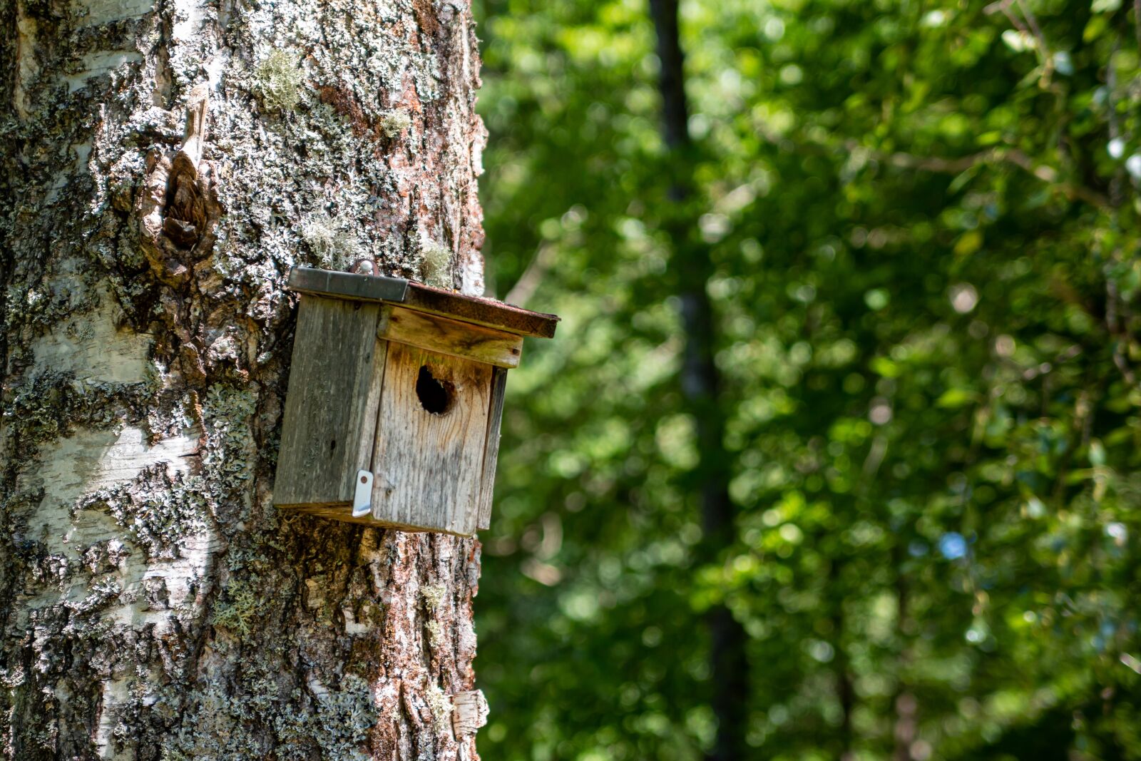 Canon EOS 70D sample photo. Aviary, forest, nature photography