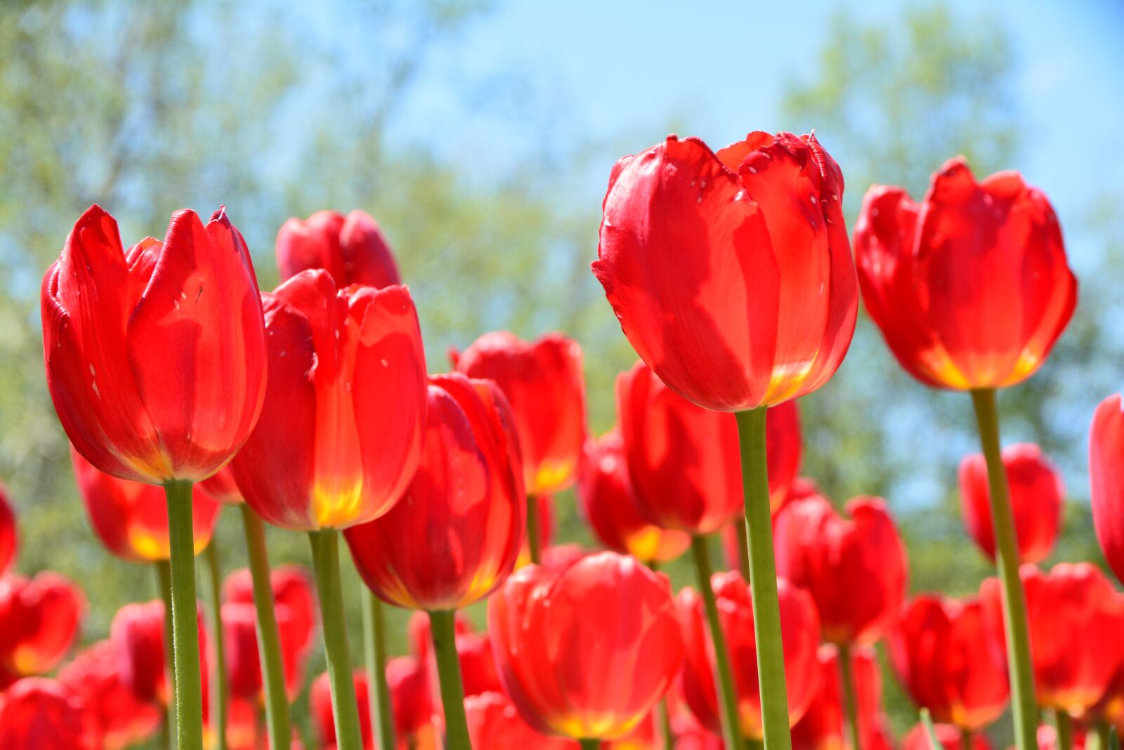 Nikon D7100 sample photo. Tulip, red, iridescent photography