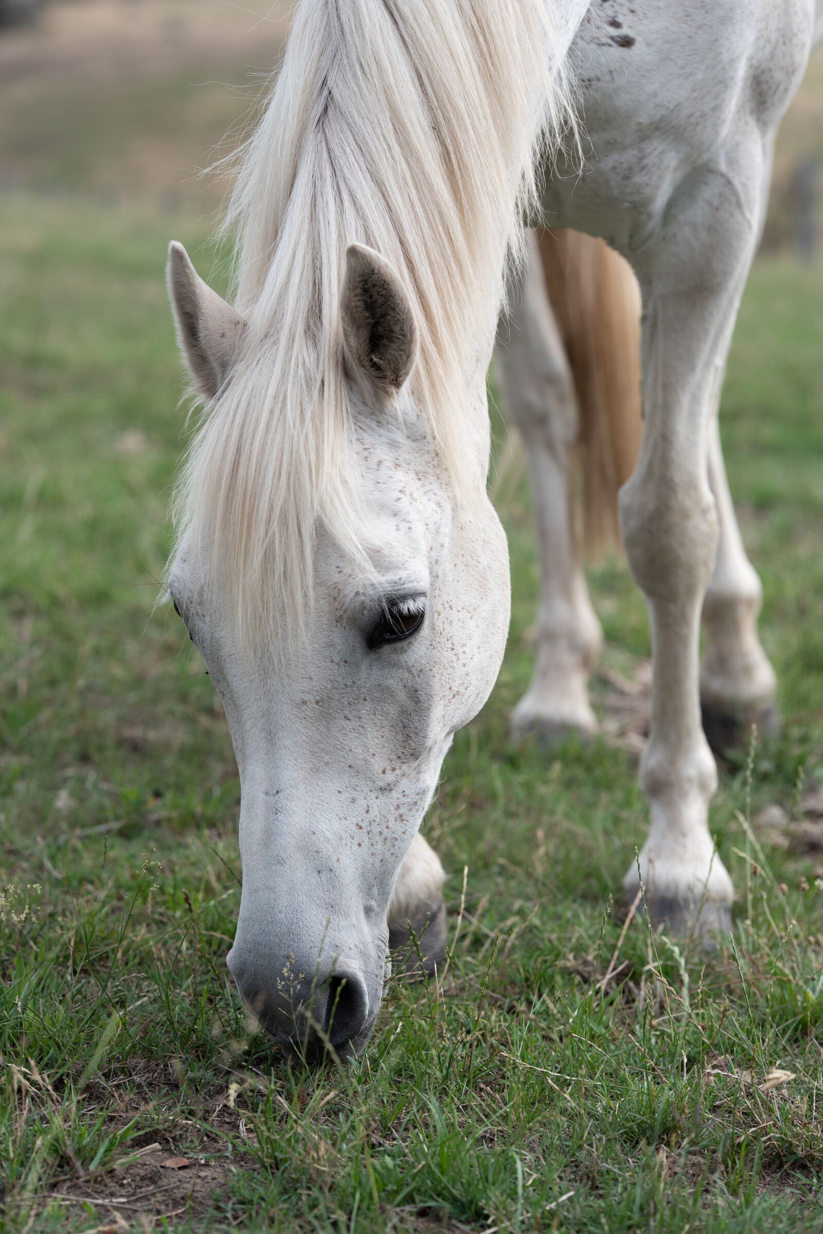 Nikon D750 sample photo. Horse, pony, equine photography