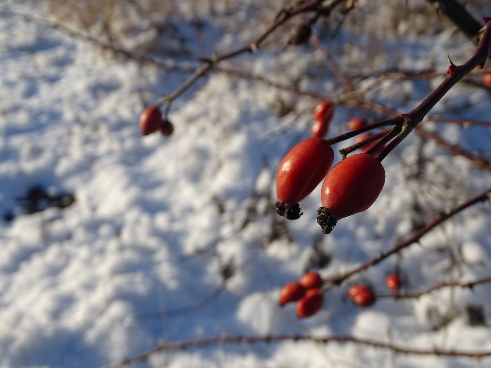 Sony Cyber-shot DSC-HX400V sample photo. Bushes, cis, focus, natura photography