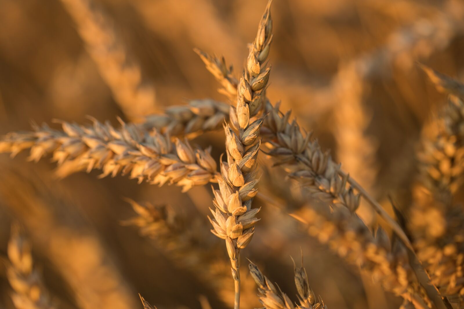 Canon EF 100mm F2.8L Macro IS USM sample photo. By chaitanya k, wheat photography