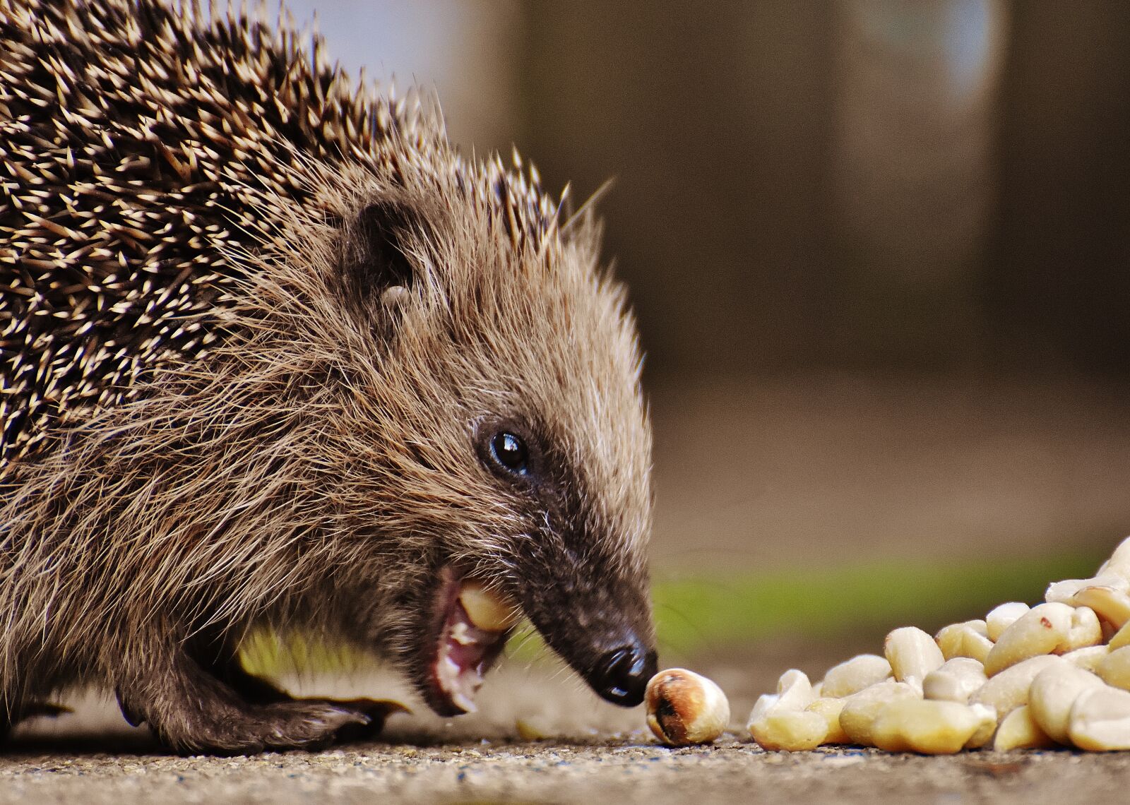 Nikon D7200 sample photo. Hedgehog child, young hedgehog photography