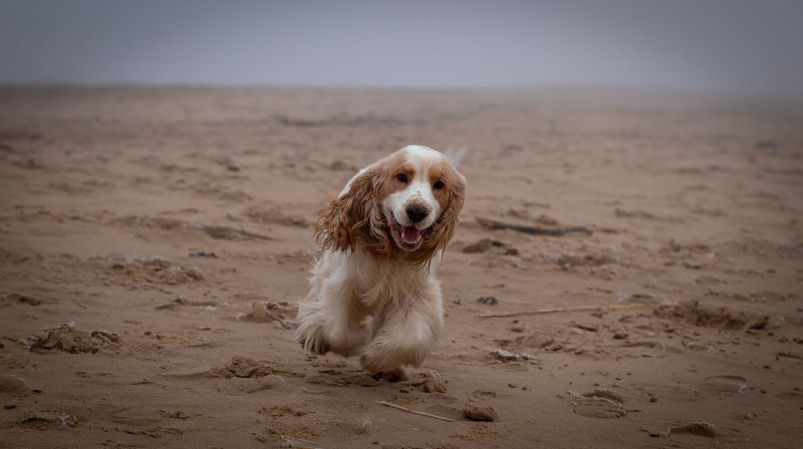 Canon EOS 77D (EOS 9000D / EOS 770D) sample photo. Dog, cocker spaniel, life photography