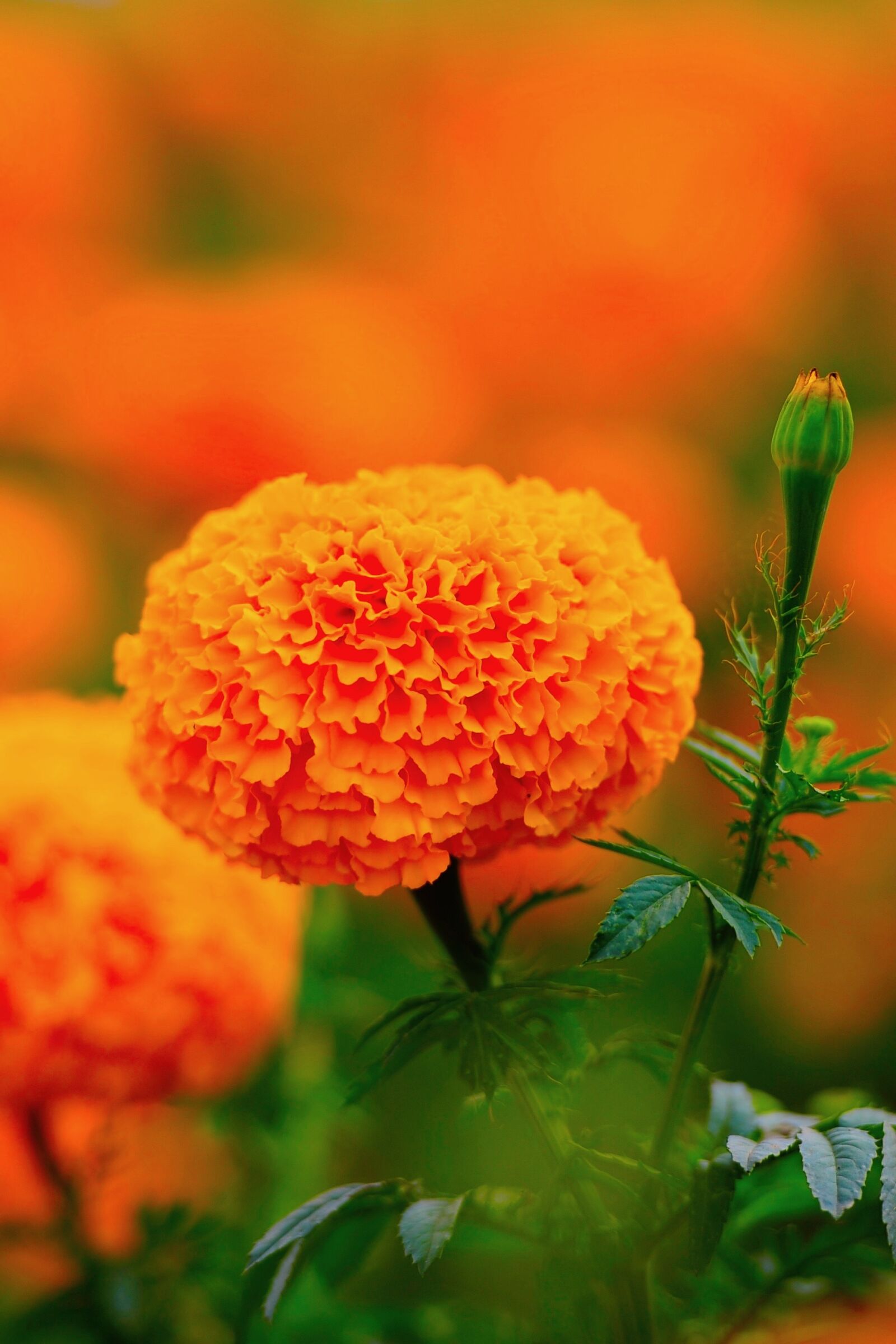 Nikon D700 sample photo. Orange marigold, wang nam photography