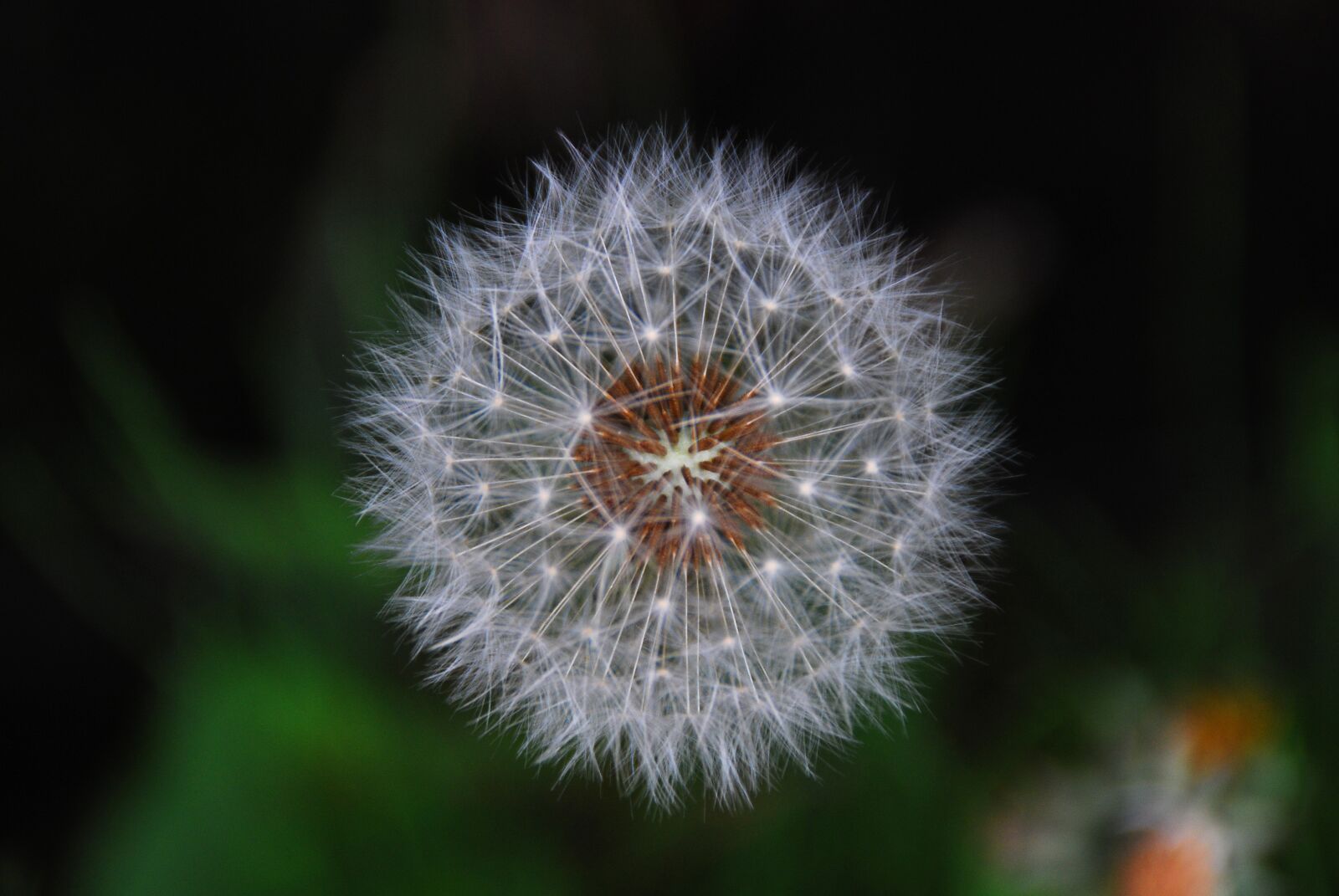 Nikon D40X sample photo. Dandelion, flower, white photography