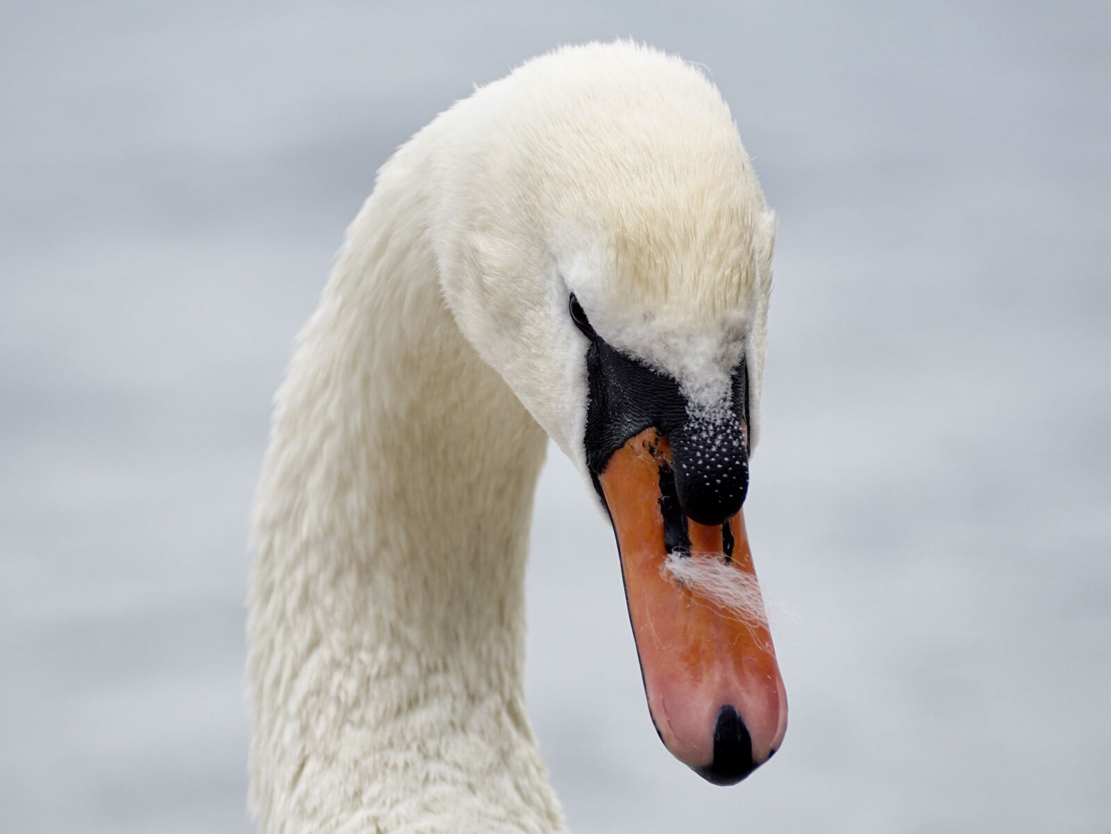 Sony DT 55-300mm F4.5-5.6 SAM sample photo. Swan, mute swan, water photography