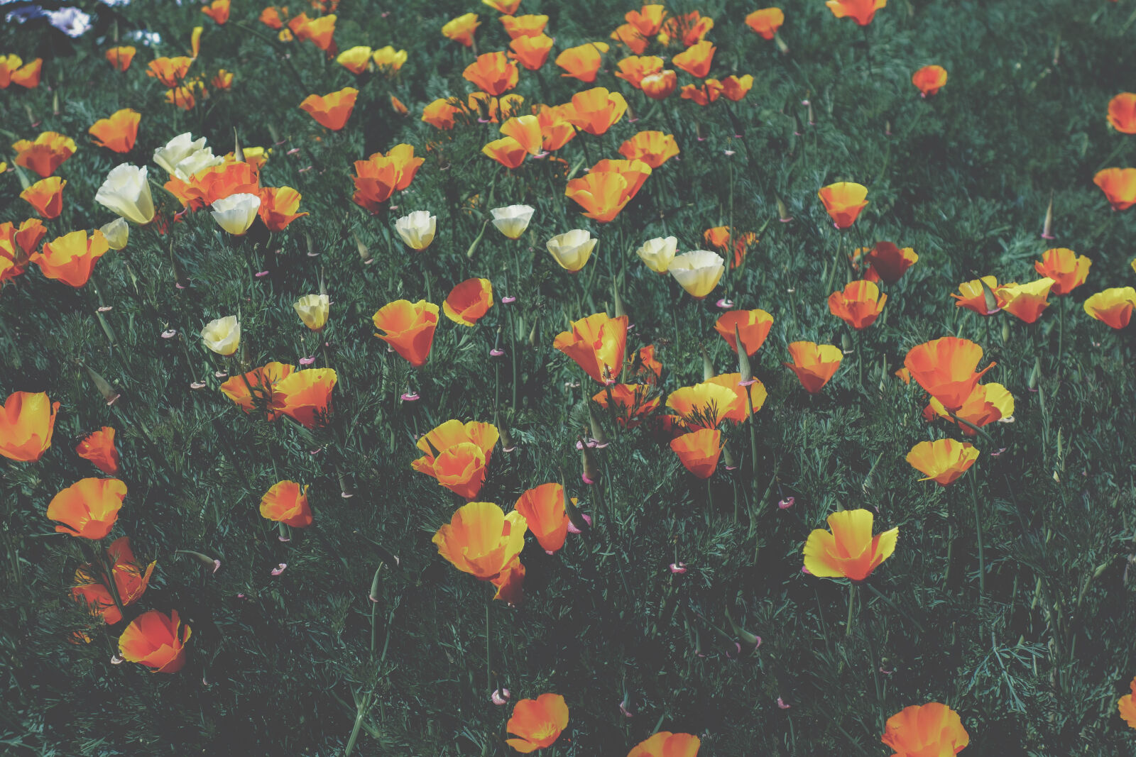 Sony Cyber-shot DSC-RX100 II sample photo. Beautiful, flowers, orange, flowers photography