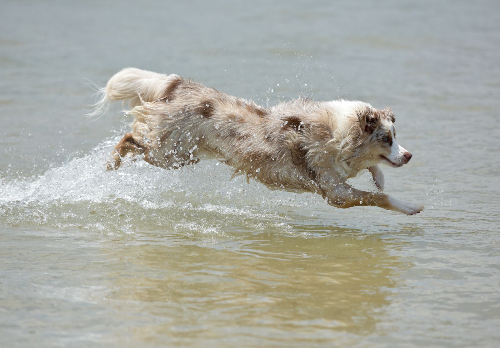 Nikon D810 sample photo. Dog, puppy, pet photography