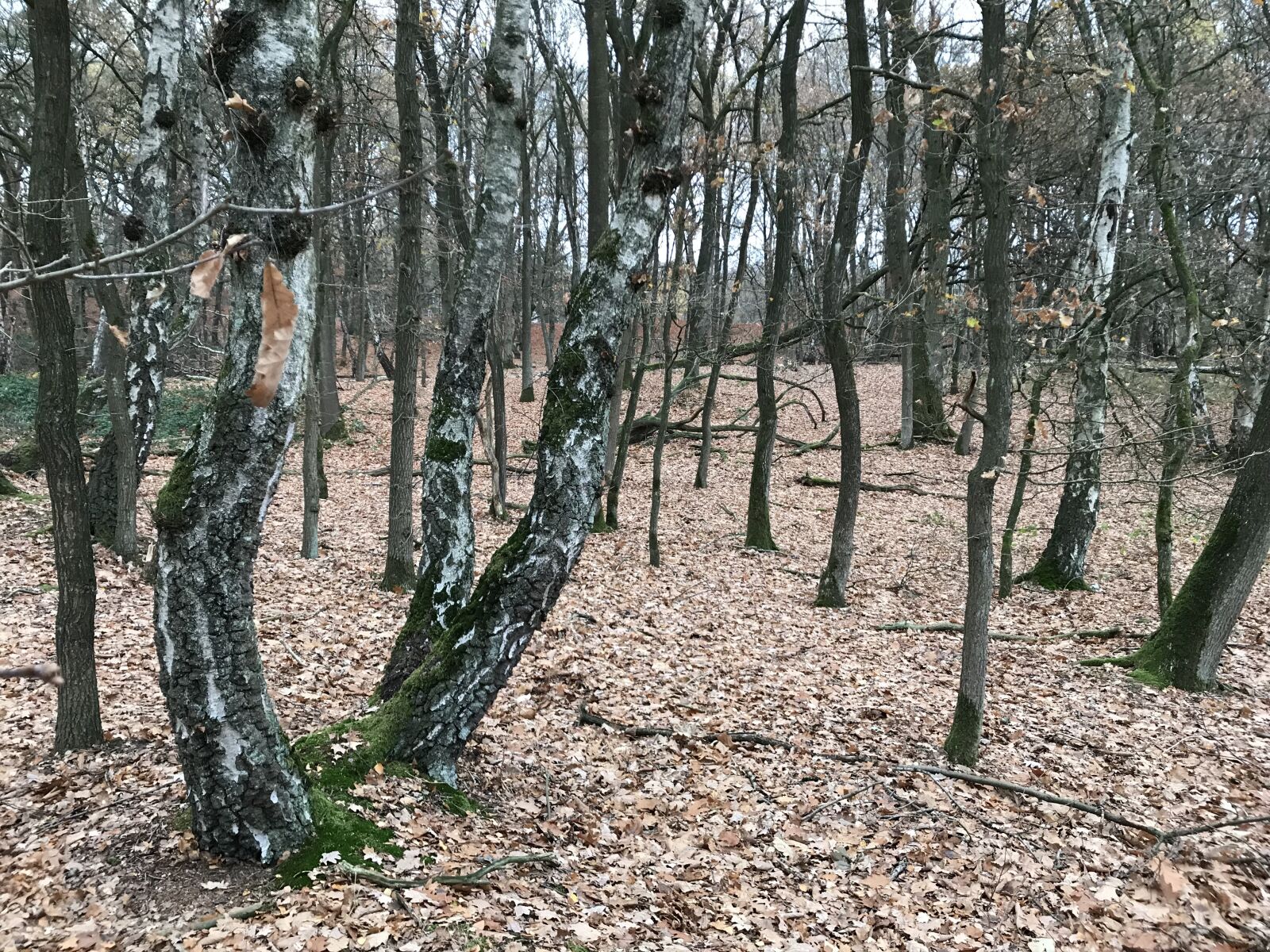 iPhone 7 back camera 3.99mm f/1.8 sample photo. Autumn, leaves, forest photography