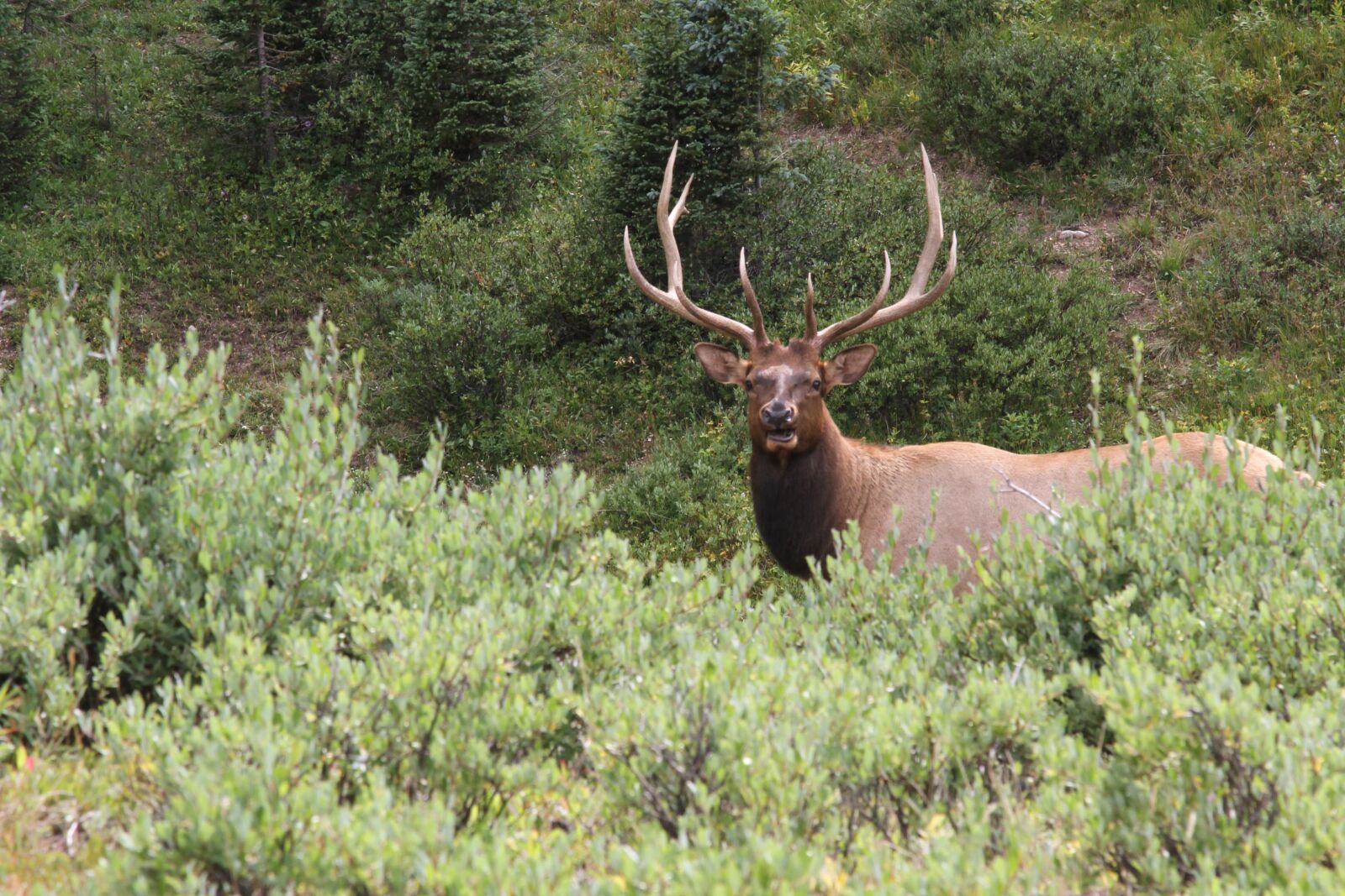 Canon EOS 7D sample photo. Elk in the valley photography