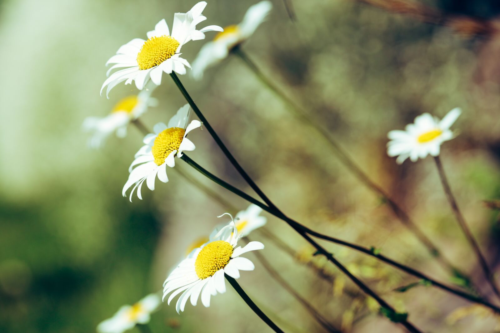 Canon EOS R + Canon EF 100mm F2.8L Macro IS USM sample photo. Daisy, flower, blossom photography