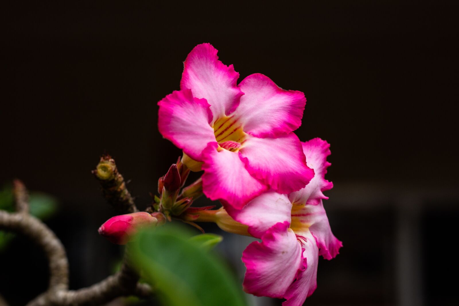 Canon EOS 700D (EOS Rebel T5i / EOS Kiss X7i) + Canon EF 50mm F1.8 STM sample photo. Invited to visit, flowers photography