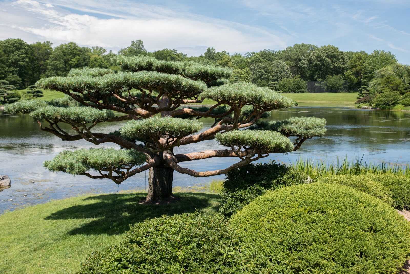 Tamron SP 24-70mm F2.8 Di VC USD sample photo. Japanese garden, chicago botanic photography
