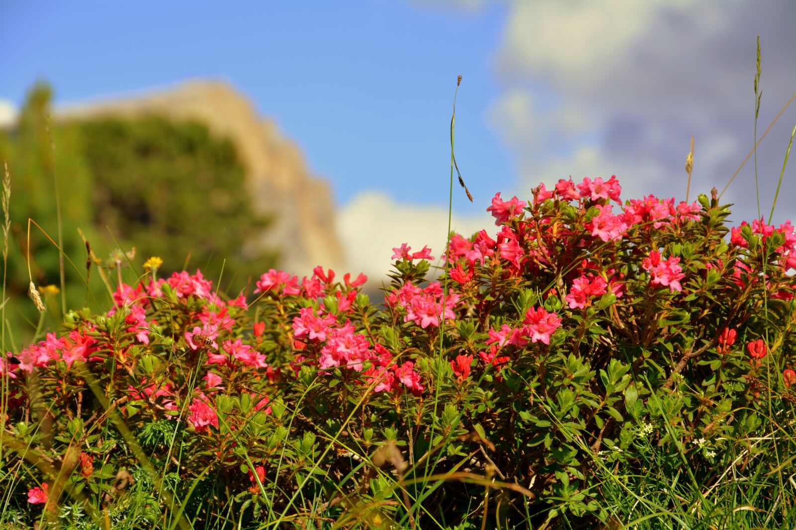 Nikon D7100 sample photo. Bloom, nature, beauty photography