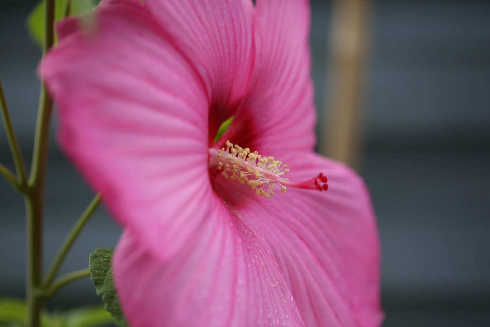 Canon EF 100mm F2.8L Macro IS USM sample photo. Flower, blossom, bloom photography